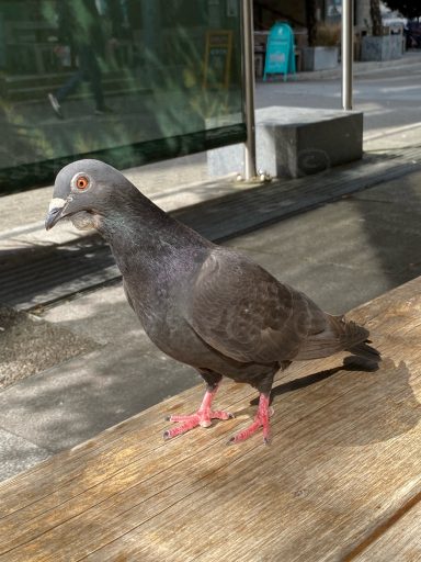 Pigeon pie